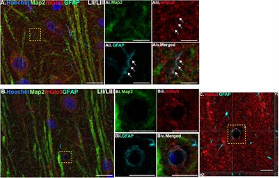 Glutamate Metabotropic Receptor Type 3 (mGlu3) Localization in the Rat Prelimbic Medial Prefrontal Cortex